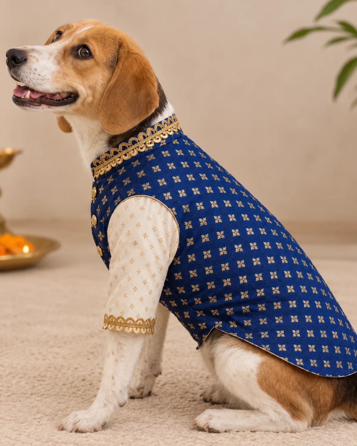 Dog wearing the Baraat Boss Jacket Set