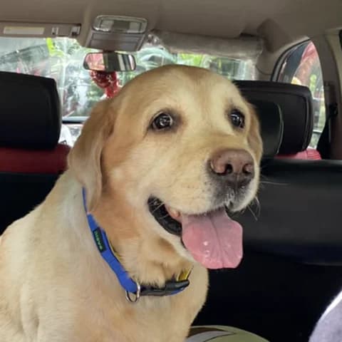 Jerimy, smiling in the car